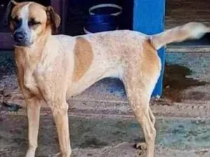 Cachorro raça SRD idade 4 anos nome Princesa Lady