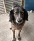 Cachorro raça Border Collie/SRD idade 4 anos nome Popó