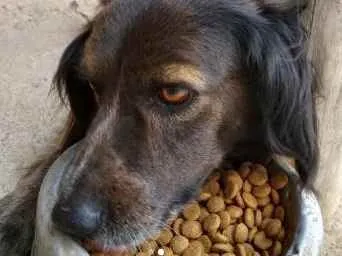 Cachorro raça Border Collie/SRD idade 4 anos nome Popó