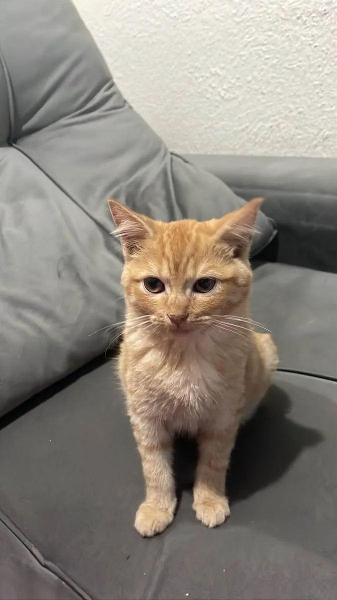 Gato ra a Fêmea e macho  idade 2 a 6 meses nome Dois filhotes gatinh