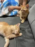 Dois filhotes gatinh