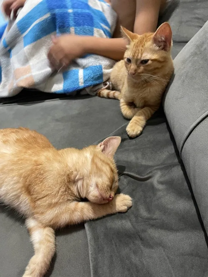 Gato ra a Fêmea e macho  idade 2 a 6 meses nome Dois filhotes gatinh