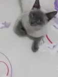 Mingau