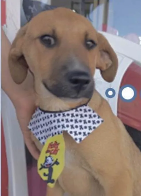 Cachorro ra a Mestiço  idade 2 a 6 meses nome Magoo