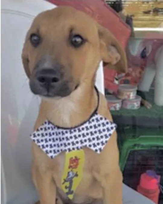Cachorro ra a Mestiço  idade 2 a 6 meses nome Magoo
