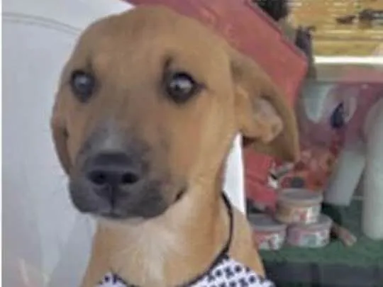 Cachorro ra a Mestiço  idade 2 a 6 meses nome Magoo