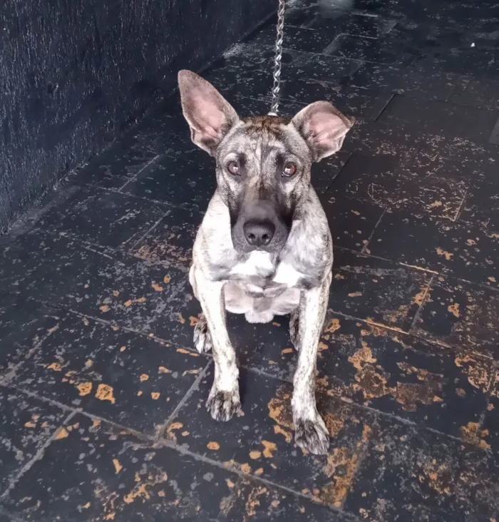 Cachorro raça Fila misturado idade 1 ano nome Baguera