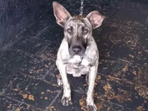 Cachorro raça Fila misturado idade 1 ano nome Baguera