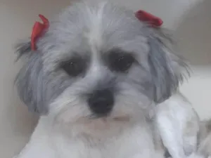 Cachorro raça Mestiça  idade 7 a 11 meses nome Sofia 