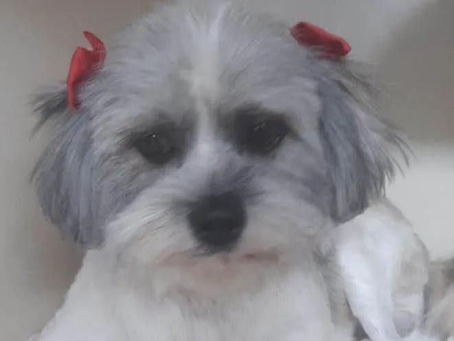 Cachorro ra a Mestiça  idade 7 a 11 meses nome Sofia 