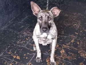 Cachorro raça Fila Misturado  idade 1 ano nome Baguera 