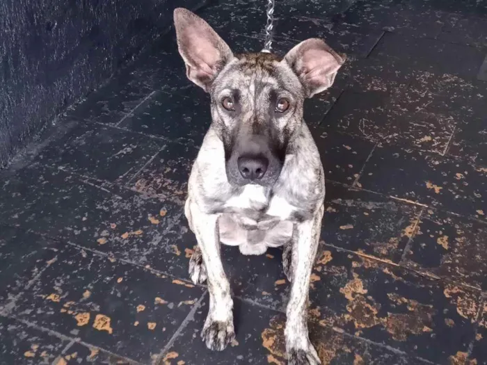 Cachorro ra a Fila Misturado  idade 1 ano nome Baguera 