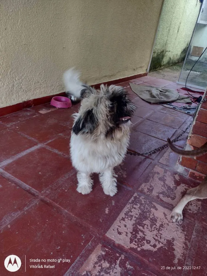 Cachorro ra a Shitzu idade 1 ano nome Zuu