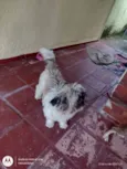 Zuu