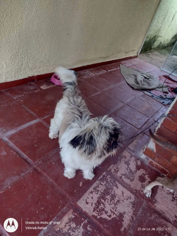 Cachorro ra a Shitzu idade 1 ano nome Zuu