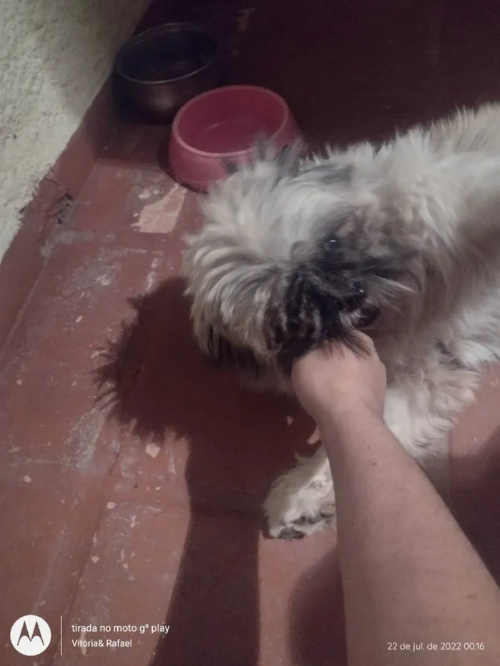 Cachorro ra a Shitzu idade 1 ano nome Zuu