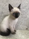 Bruninho 