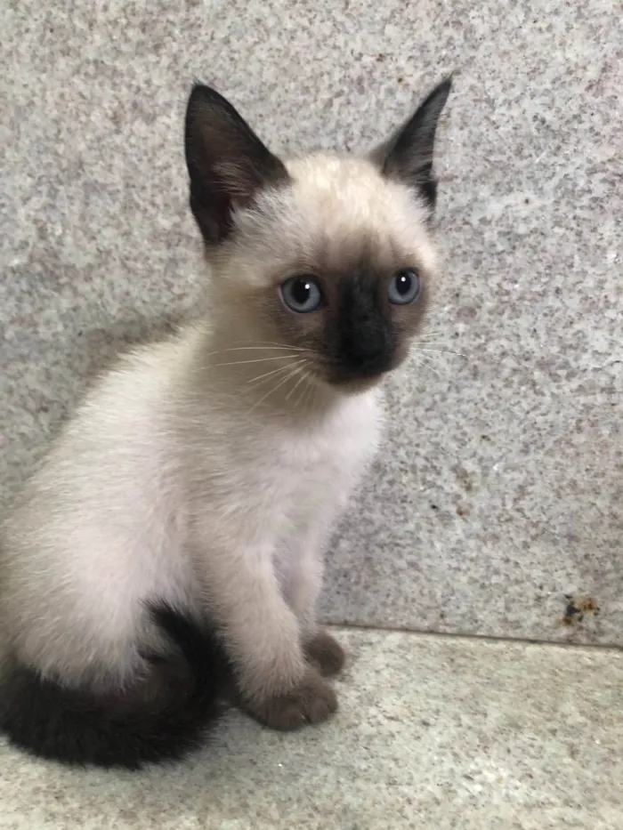 Gato ra a Srd idade Abaixo de 2 meses nome Bruninho 