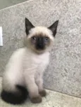 Bruninho 