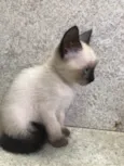 Bruninho 