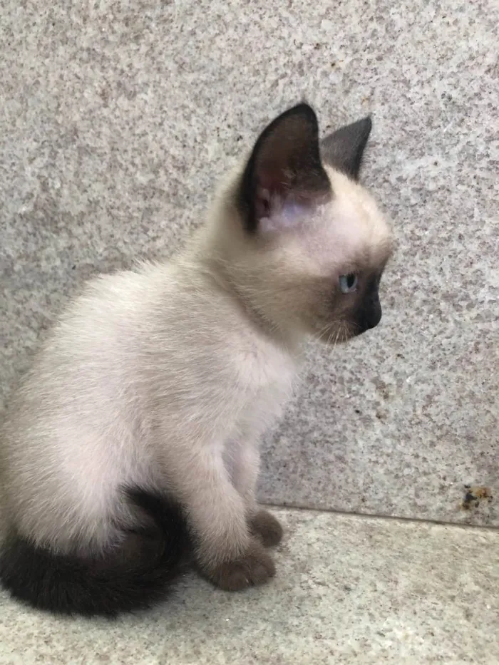 Gato ra a Srd idade Abaixo de 2 meses nome Bruninho 