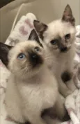 Maricota e Inezita