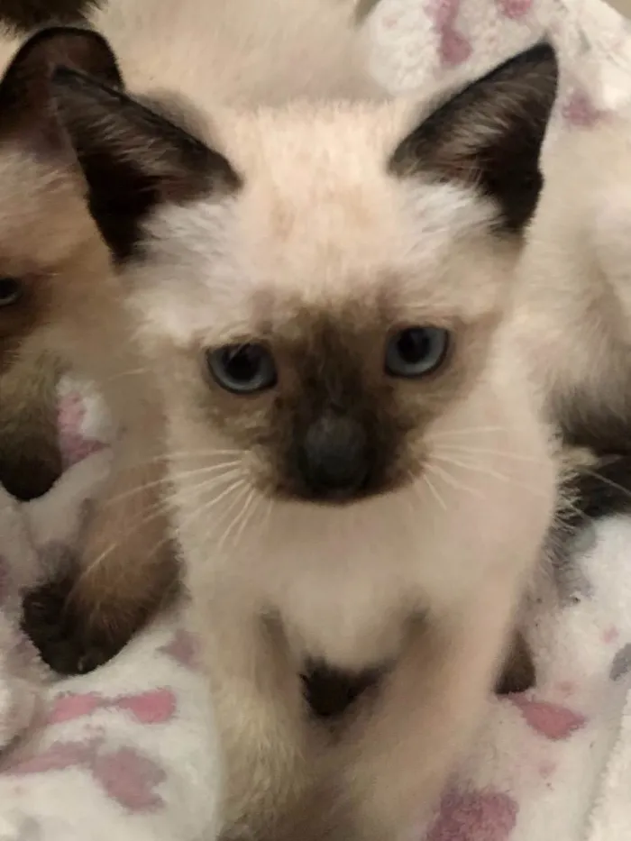 Gato ra a Srd idade Abaixo de 2 meses nome Maricota e Inezita
