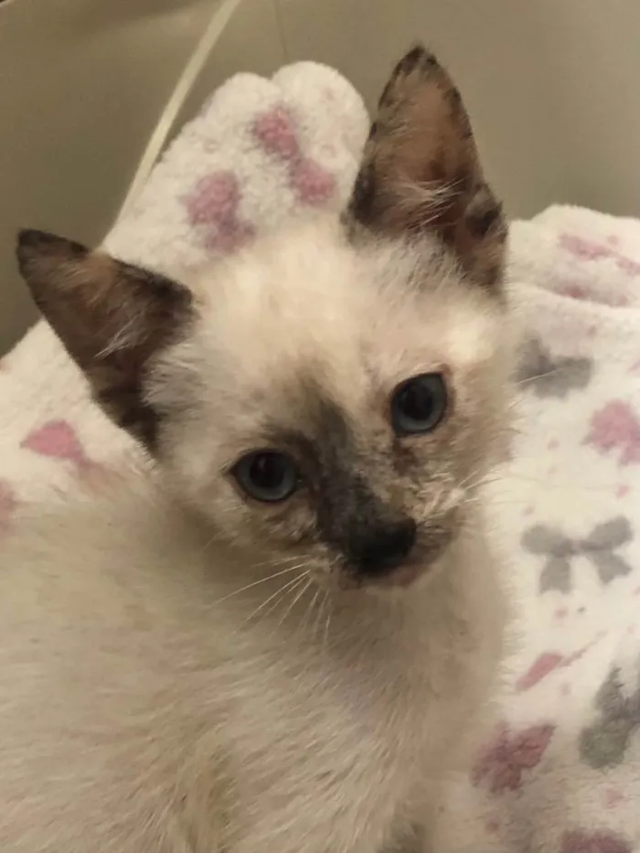 Gato ra a Srd idade Abaixo de 2 meses nome Maricota e Inezita