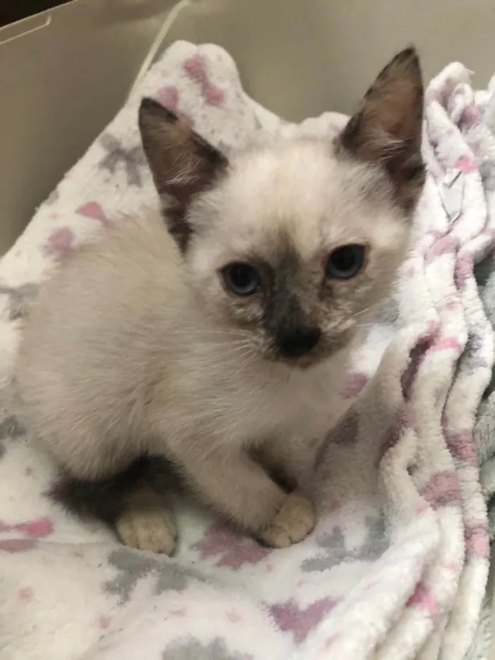 Gato ra a Srd idade Abaixo de 2 meses nome Maricota e Inezita