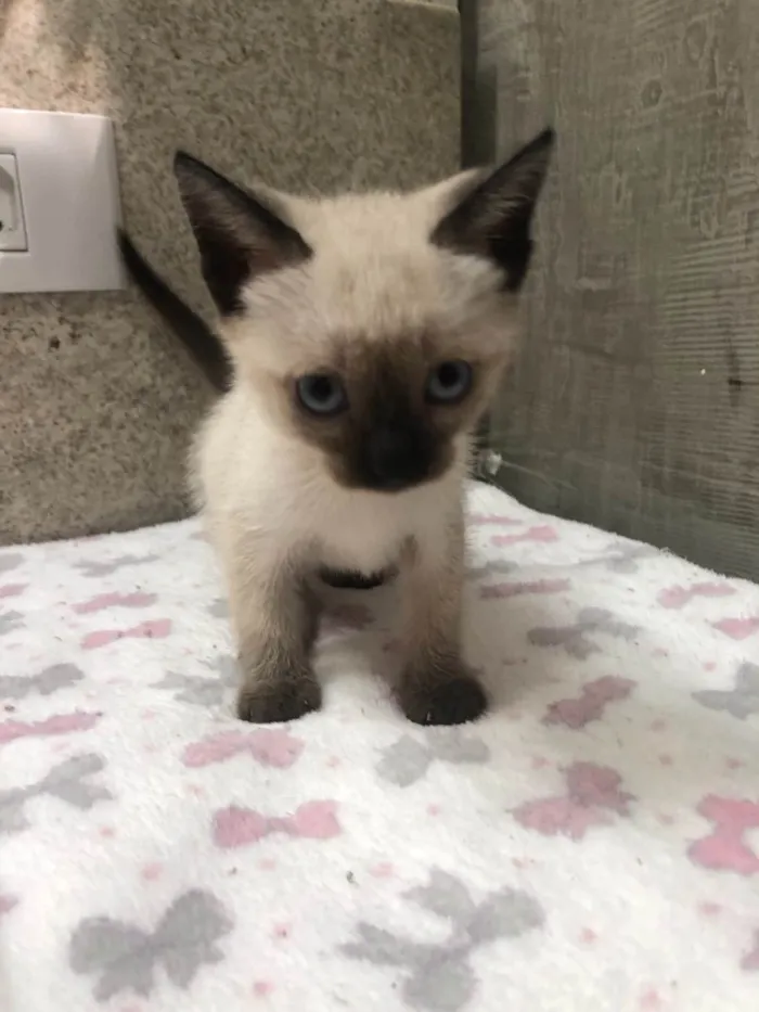 Gato ra a Srd idade Abaixo de 2 meses nome Maricota e Inezita