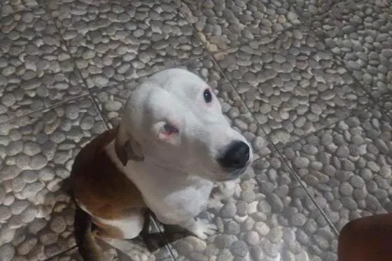 Cachorro ra a Sem raça definida idade 2 anos nome Pirata