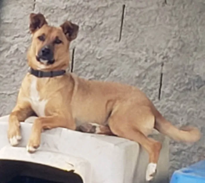 Cachorro raça Srd idade 1 ano nome HATCH