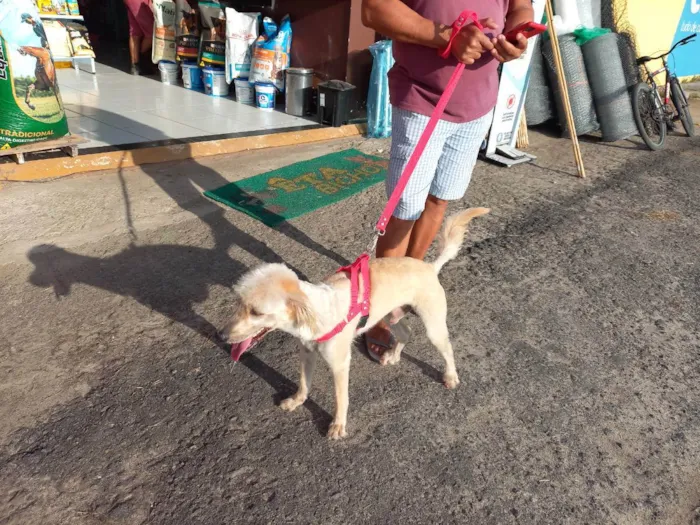 Cachorro ra a Sem raça  idade 1 ano nome Amarelinho