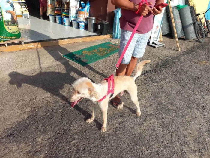 Cachorro ra a Sem raça  idade 1 ano nome Amarelinho