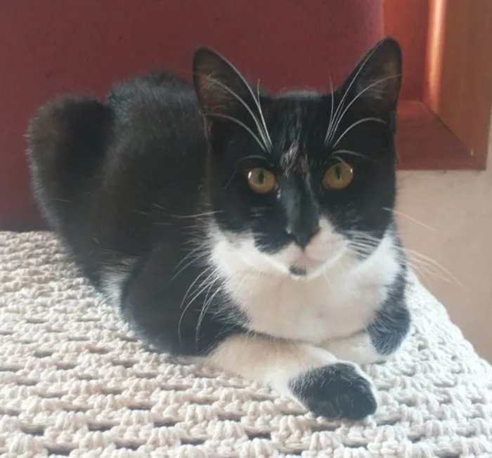 Gato raça Srd idade 2 a 6 meses nome Roger