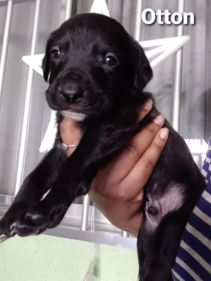 Cachorro raça Srd idade Abaixo de 2 meses nome OTTON