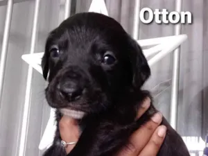 Cachorro raça Srd idade Abaixo de 2 meses nome OTTON