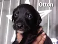 Cachorro raça Srd idade Abaixo de 2 meses nome OTTON