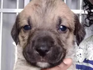 Cachorro raça Srd idade 2 a 6 meses nome Candy