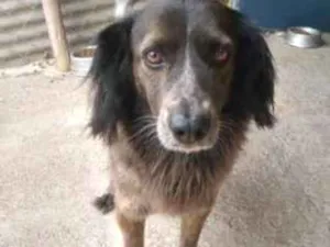Cachorro raça Border Collie/SRD idade 4 anos nome Popó