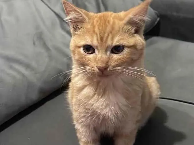 Gato ra a Fêmea e macho  idade 2 a 6 meses nome Dois filhotes gatinh