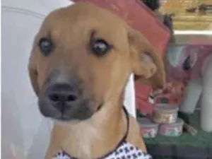 Cachorro raça Mestiço  idade 2 a 6 meses nome Magoo