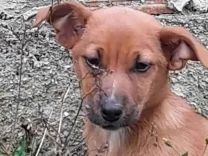 Cachorro raça Vira-Lata idade  nome Não possui nomes.