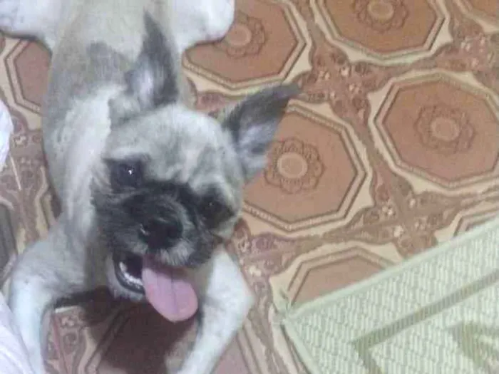 Cachorro ra a Shitzu idade 1 ano nome Zuu