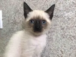 Gato raça Srd idade Abaixo de 2 meses nome Bruninho 