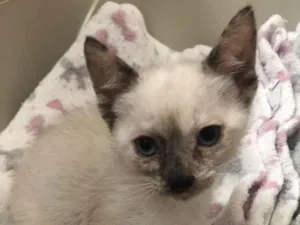 Gato raça Srd idade Abaixo de 2 meses nome Maricota e Inezita