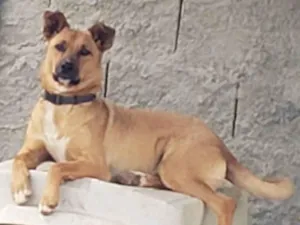 Cachorro raça Srd idade 1 ano nome HATCH