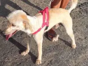 Cachorro raça Sem raça  idade 1 ano nome Amarelinho