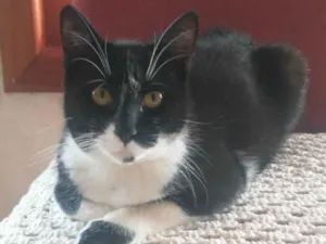 Gato raça Srd idade 2 a 6 meses nome Roger