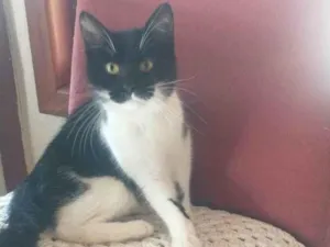 Gato raça Srd idade 2 a 6 meses nome Raquel